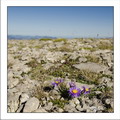 Alpine aster